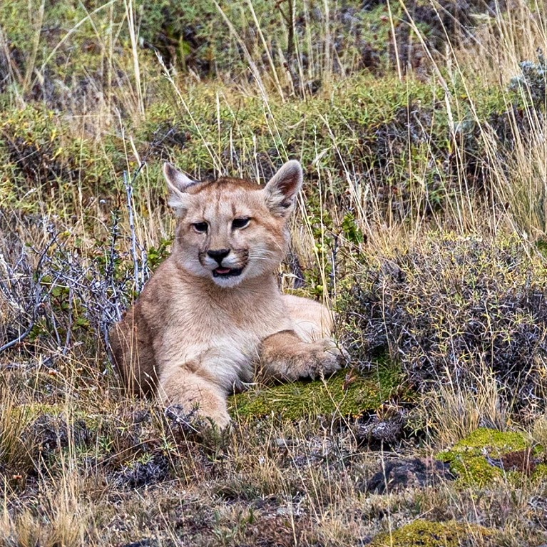 Puma cub