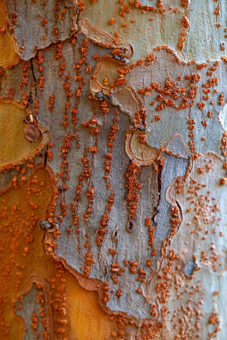 Tree bark 16